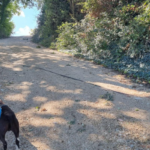 Fìdoka per Amici Animali